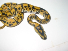 Jungle Woma baby '06 2nd pic