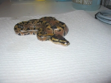 Jungle Woma '07 female