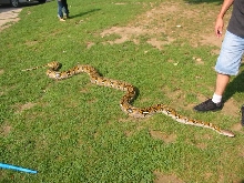 Retic outside