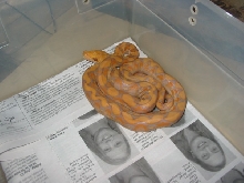 '06 purple albino female