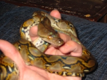 Female Het Calico