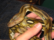 Female Het Calico Tiger