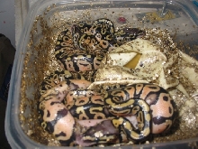 7/18/05 Pastel clutch
