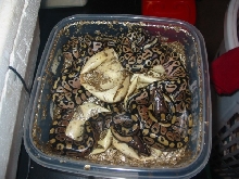 7/18/05 Pastel clutch- other half