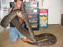Rock python 7/22/05