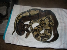 hypermelanistic