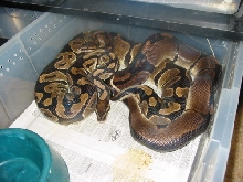hypermelanistic breeding