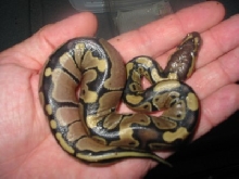 hyper baby 6