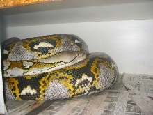 "happy" Het Calico female 4/'07