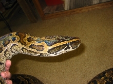 Female Rock Python
