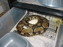 golden female w/pastel eggs