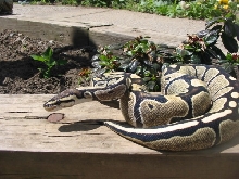 faded female 5/30/05 sunning