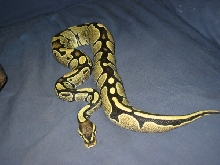 faded female 5/30/05 inside pic