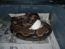 1st female w/eggs