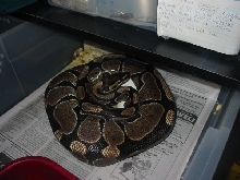 2nd female w/eggs