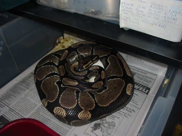 2nd female w/eggs