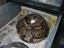 3rd female w/eggs