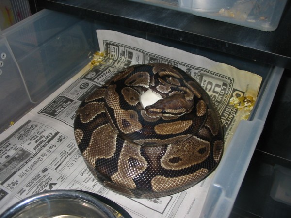 3rd female w/eggs