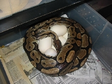 4th female w/eggs