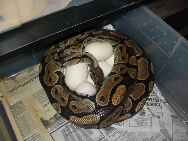 4th female w/eggs