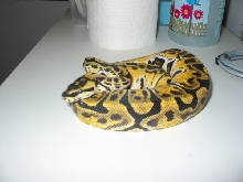Jungle Woma male 1 year later