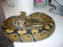 Jungle Woma '06 female 1