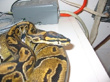 Jungle Woma '06 female 2