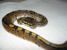 Jungle Woma baby '06 sib-1