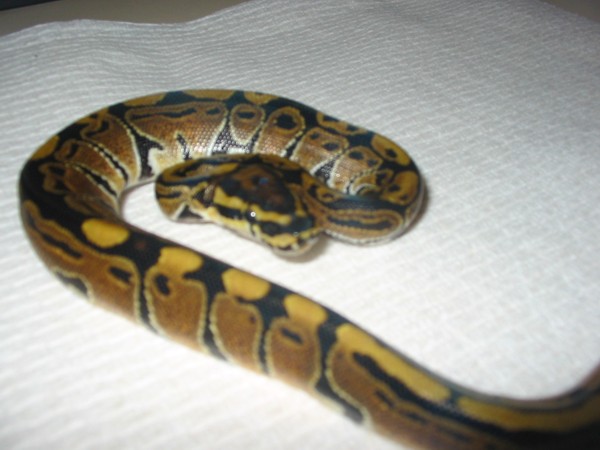 Jungle Woma baby '06 sib-1