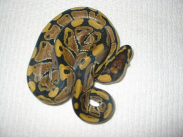 Jungle Woma baby '06 sib-2
