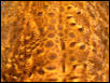 Moe's skin 1 - curling scales