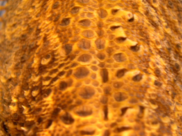 Moe's skin 1 - curling scales