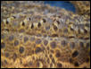 Moe's skin 2 -what's with the scales?