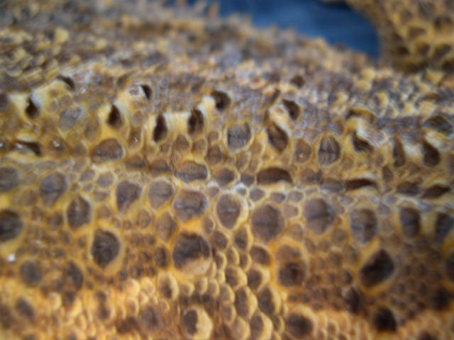 Moe's skin 2 -what's with the scales?