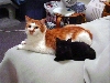 Bubba and Kola