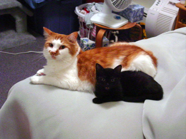 Bubba and Kola