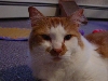 Bubba's Close up