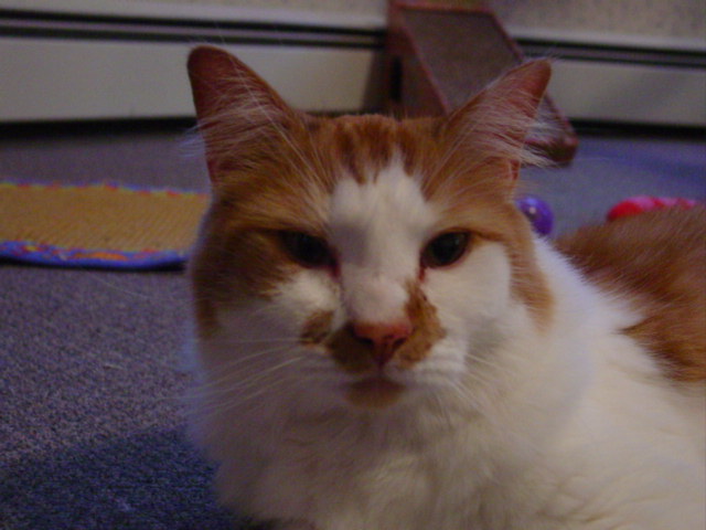 Bubba's Close up