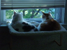 Boys in the Window Hammock
