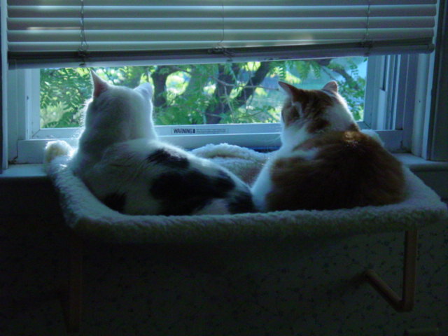 Boys in the Window Hammock