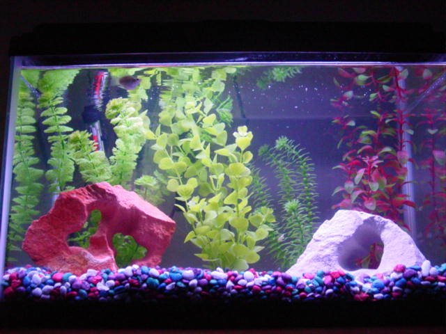 My tank