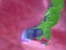 Hiding Barbus