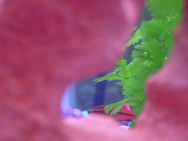 Hiding Barbus