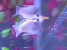 Piggyfish being a pig