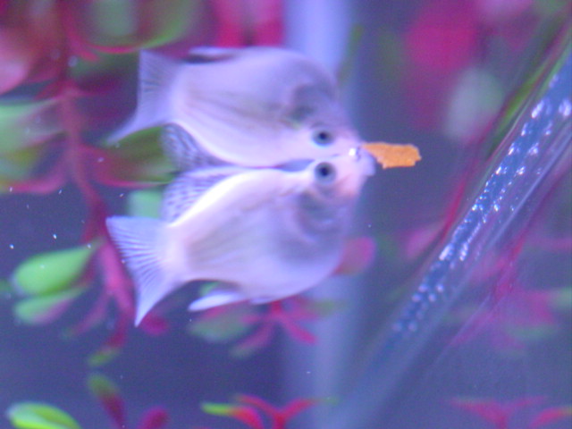 Piggyfish being a pig