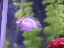 Piggyfish