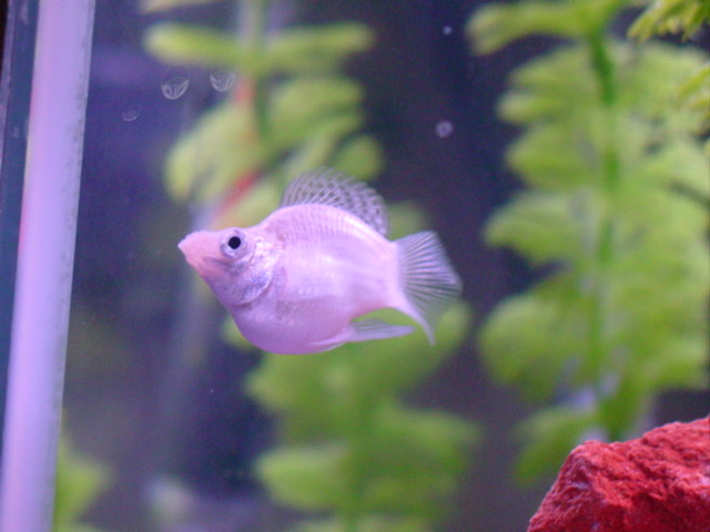 Piggyfish
