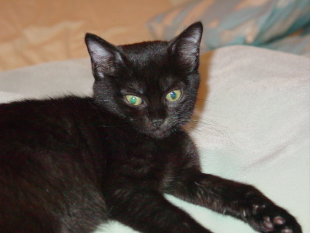 12 Week Old Kola
