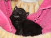 Kola zonked out in her hammock