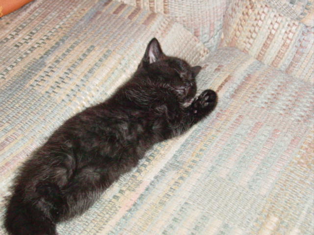 Kola's First Picture!